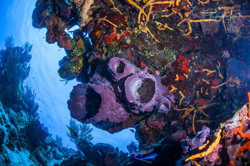 Reef in Palancar, Cozumel México by Alejandro Topete 