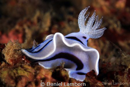 Chromodoris willani.

#chromodoriswillani #nudibranch #... by Daniel Lamborn 