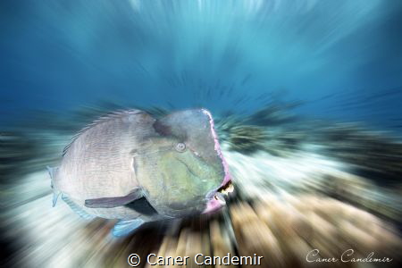 Bumphead Parrotsih looking at me curious eyes!! by Caner Candemir 