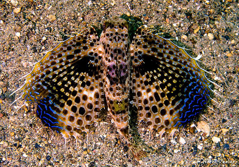 Yes...this really is a fish!  Flying Gurnard in Anilao. by Norm Vexler 