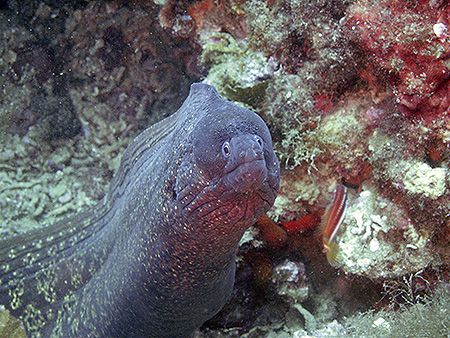 Moray
Capo Mortola - Liguria - Balzi Rossi by Riccardo Colaiori 