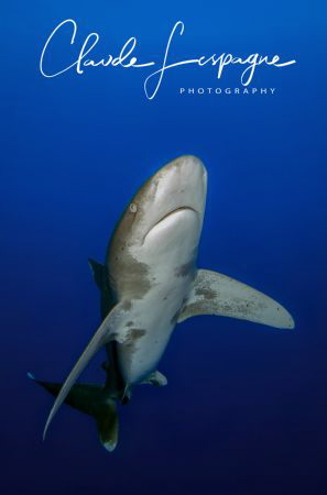 Longimanus on Brothers ! by Claude Lespagne 