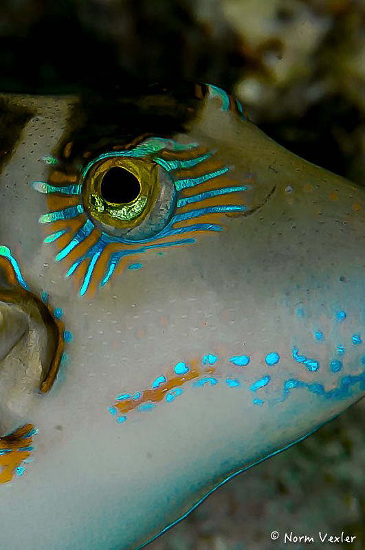 Ocean Art in Anilao...beautiful eye of a Crown Toby by Norm Vexler 