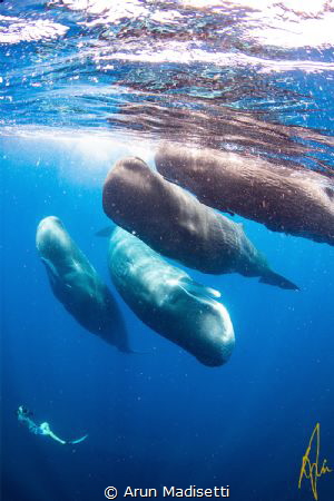 Under the Leviathan. (Taken under permit) by Arun Madisetti 