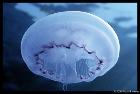 Free Swimming Jellyfish by Richard Howes 