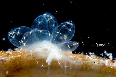 Cyerce elegans nudibranch. Totally transparent. Shot in R... by Qunyi Zhang 