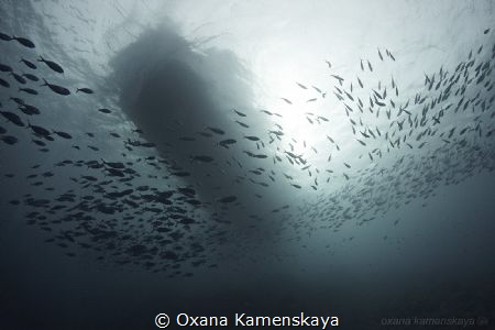View from the other side... by Oxana Kamenskaya 