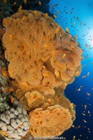 Red Sea north / Marin life by Mehmet Öztabak 