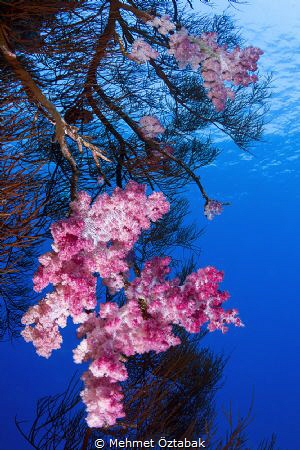 Red sea north Marine life by Mehmet Öztabak 