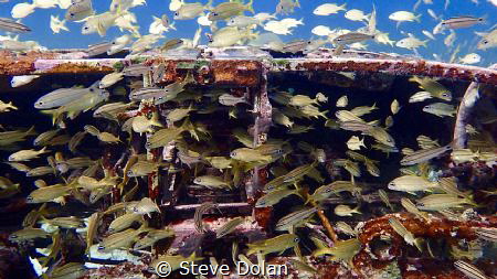“Guarding the (plane) wreck”  Came across this plane wrec... by Steve Dolan 