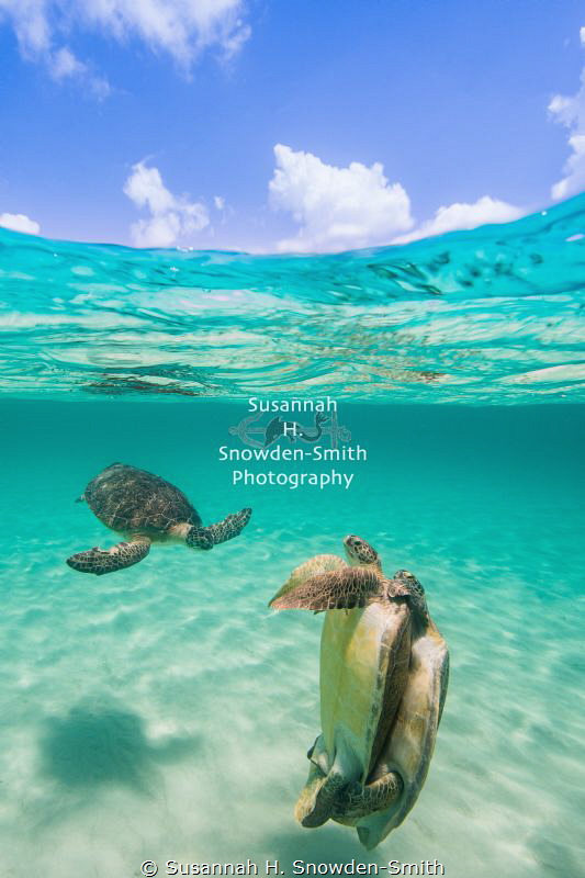 "Vertical Defense" - A pair of mating green sea turtles t... by Susannah H. Snowden-Smith 