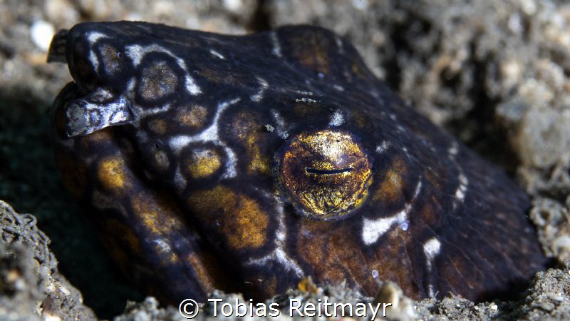 Napoleon Snake Eel in the muck by Tobias Reitmayr 