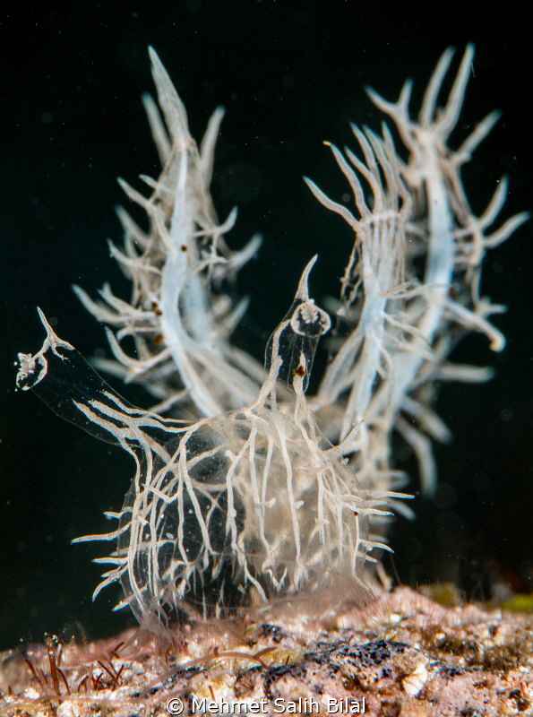 Melibe Colemani. by Mehmet Salih Bilal 