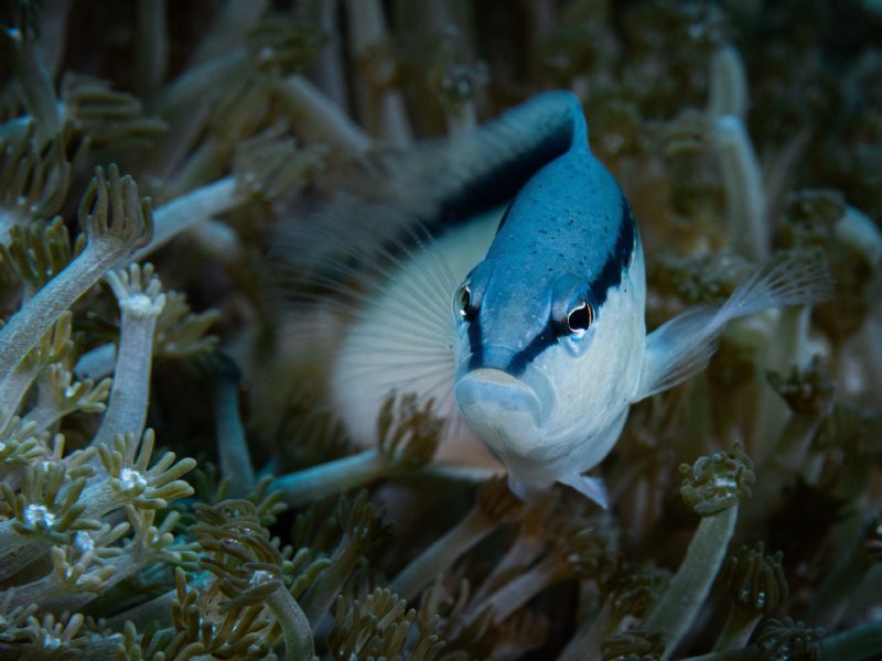 blue-white by Marc Van Den Broeck 