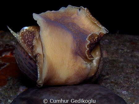 Notocochlis tigrina
Tiger Moon Snail by Cumhur Gedikoglu 