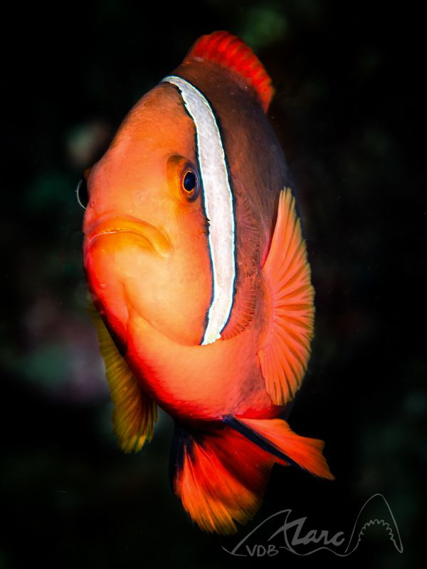 orange by Marc Van Den Broeck 
