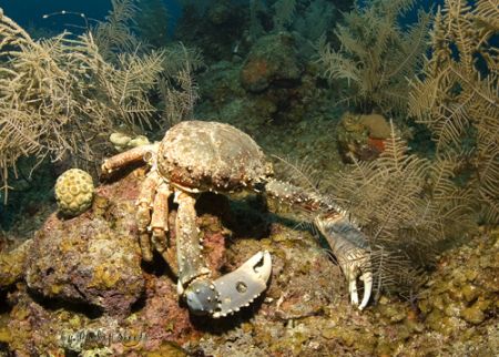 Phil Skeets of Stuart Cove's Fin Photo saw this crab on t... by Fin Photo 