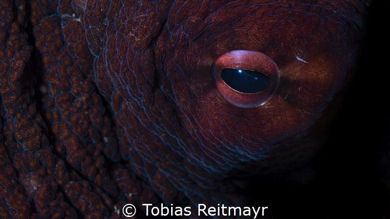 Octopus at night by Tobias Reitmayr 