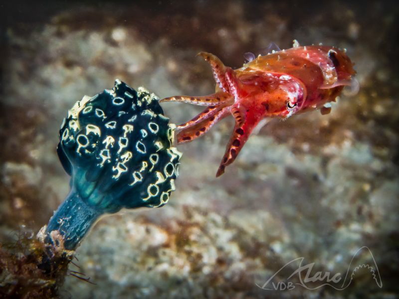 squid by Marc Van Den Broeck 