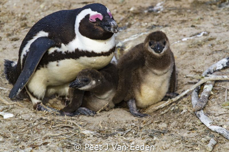 The Nursery

Penguin colony at the Boulders, Cape Penin... by Peet J Van Eeden 