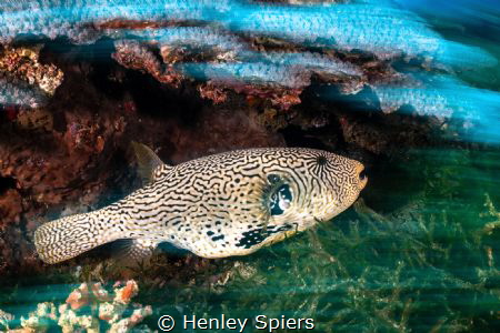 Puffer Pan by Henley Spiers 