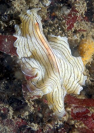 Candy-striped flatworm.
Porth Ysgaden, N. Wales.
D200,6... by Mark Thomas 