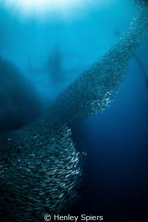 Sardine Tornado by Henley Spiers 