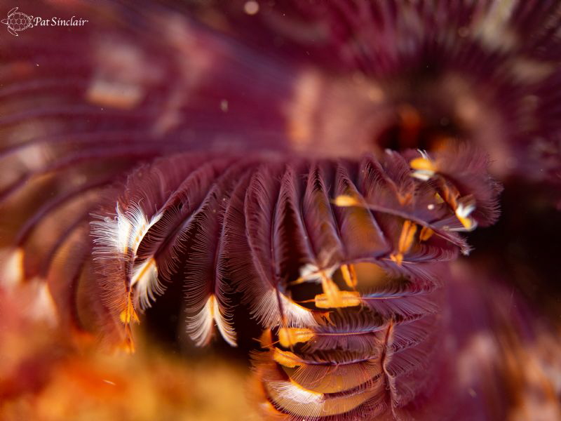 as close as I could get by Patricia Sinclair 