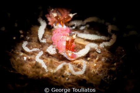 Pink with eggs by George Touliatos 
