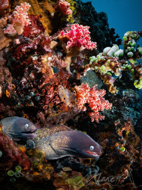 twinsII by Marc Van Den Broeck 