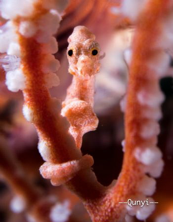 A Danis Pygmy Seahorse in a sea fan. Shot by sony 6500. by Qunyi Zhang 