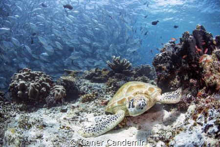 Turtle and jacks by Caner Candemir 