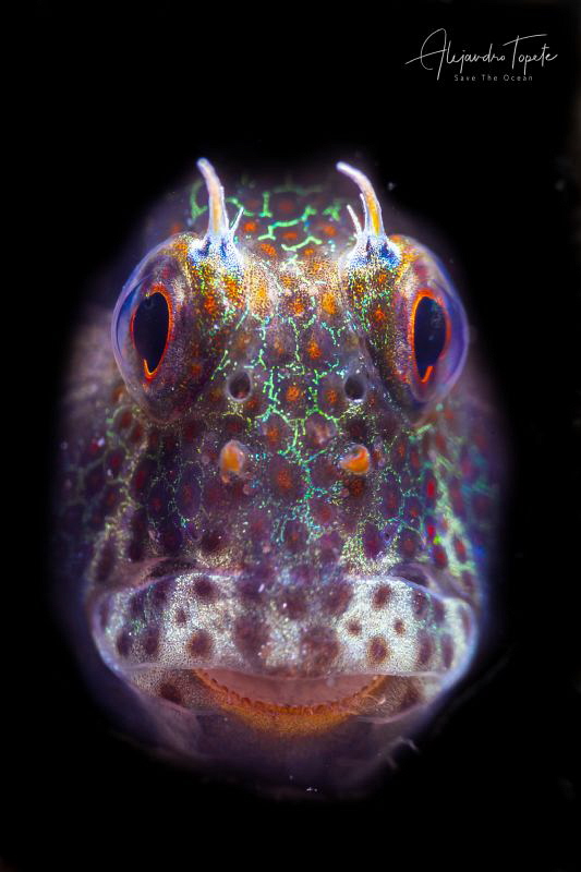 Blenny close up, La Paz Mexico by Alejandro Topete 