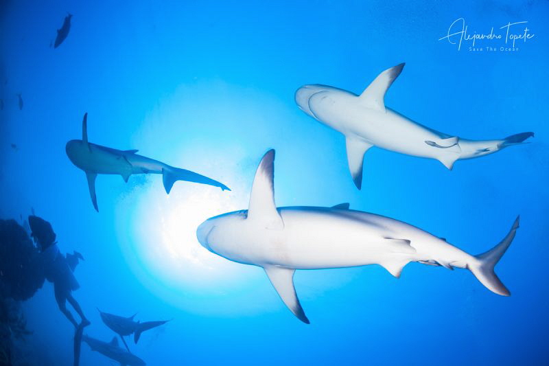Sharks Bellies, Gardens Of The Queen, Cuba by Alejandro Topete 