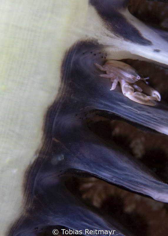 Porcelain crab in Sea Pen by Tobias Reitmayr 