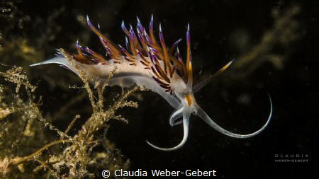 Cratena peregrina by Claudia Weber-Gebert 