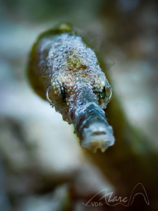 pipe mouth by Marc Van Den Broeck 