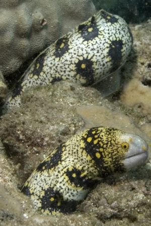 Snowflake Moray at Shark's Cove, Haliewa, HI. by Dale Stevick 