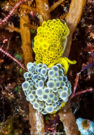 Bubbles with Eggs by George Touliatos 