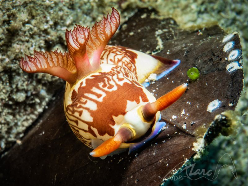 leafnudi by Marc Van Den Broeck 