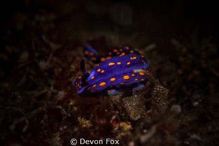 This Dorid nudibranch (Hypselodoris ghiselini) is a commo... by Devon Fox 