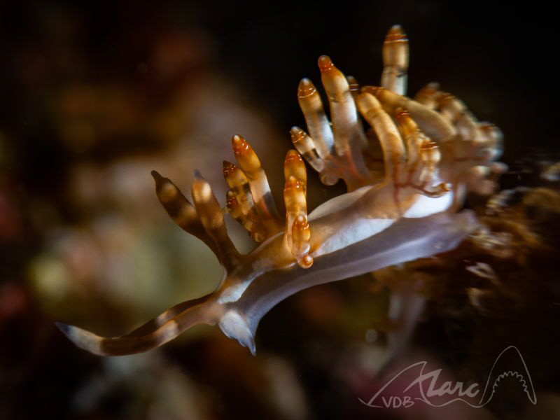 Brown spines by Marc Van Den Broeck 