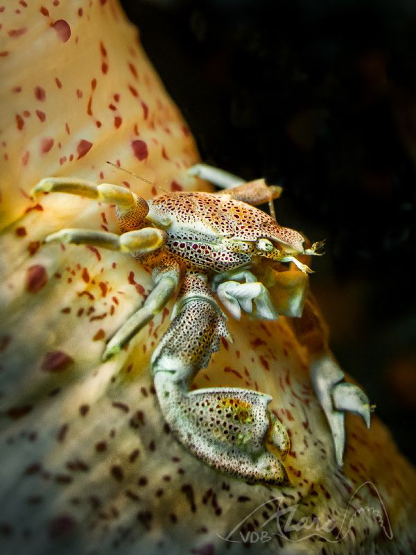 reddotscrab by Marc Van Den Broeck 