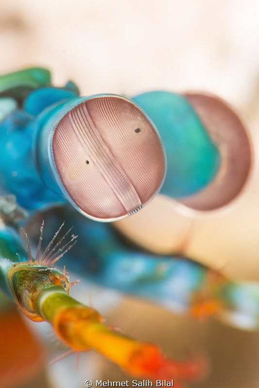 Mantis shrimp eyes. by Mehmet Salih Bilal 