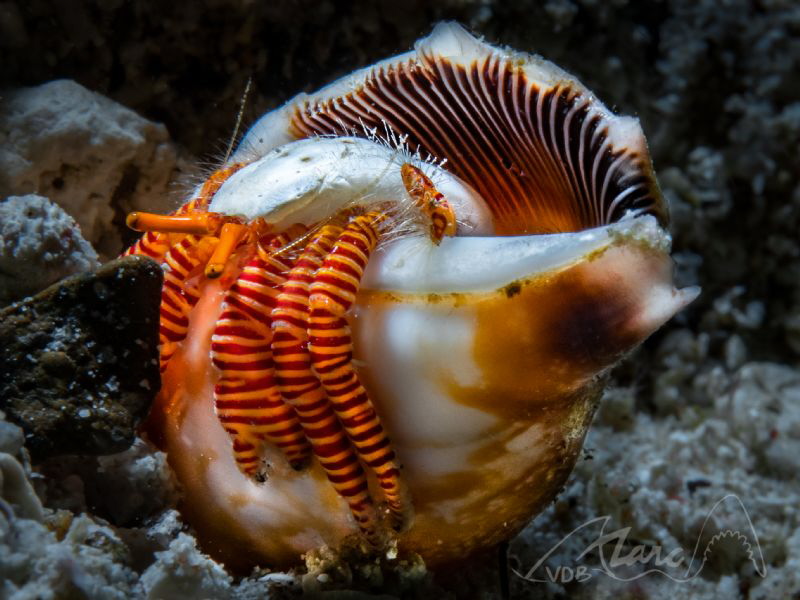 hermiet stripes by Marc Van Den Broeck 