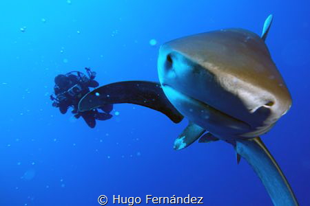 oceanic whitetip shark in Red Sea by Hugo Fernández 