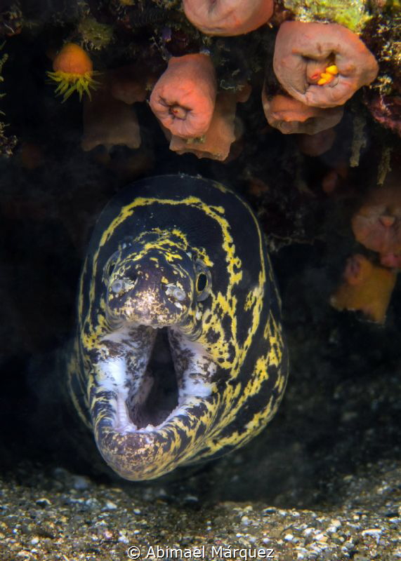Amazed Moray by Abimael Márquez 