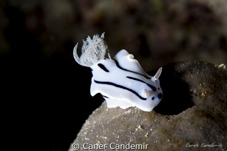 Purple Nudibranch (Chromodoris Williani) by Caner Candemir 