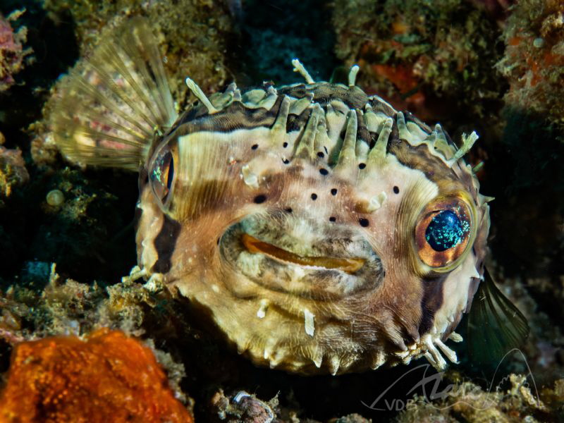 faces by Marc Van Den Broeck 