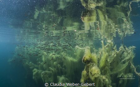 just an illusion?.....
freshwater impressions by Claudia Weber-Gebert 